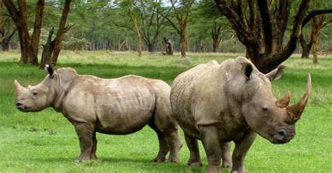 Rhinos and Hippos - Difference and Comparison? - Taman Safari Bali