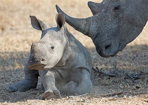 White Rhino Baby | Baby rhino, White rhino, Animals wild