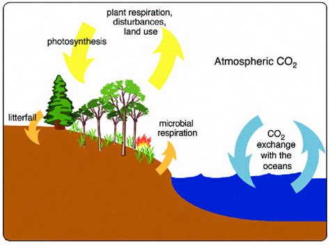 Changes in the C cycle of terrestrial ecosystems directly affect the ...