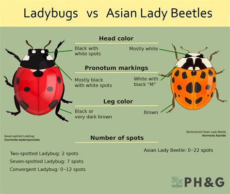 Lady Bugs : r/McKinney