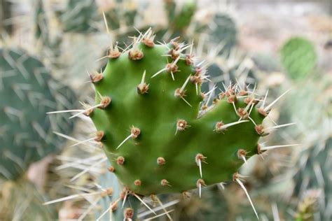 How has hot desert vegetation adapted to the climate? - Internet Geography