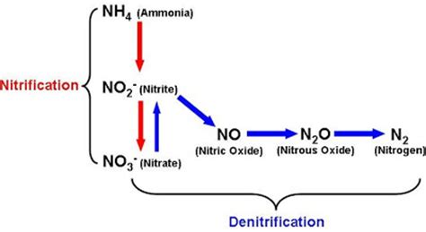 Lesson 8: Nitrification and Denitrification