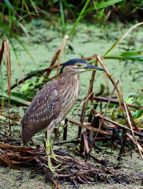 Juvenile Nankeen Night-heron | Royal Melbourne Botanical Gar… | Flickr