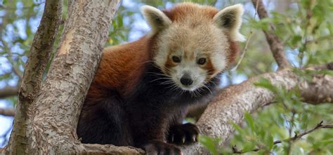 Panda and Friends - Meet our playful pandas at Adelaide Zoo