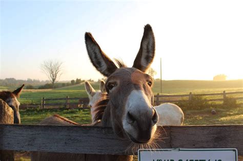 There's an adorable sanctuary for donkeys just outside Toronto