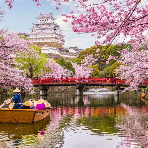 Experience the Beauty of Cherry Blossom Season in Japan