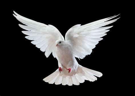 Photo about White dove in flight with black background. Image of ...