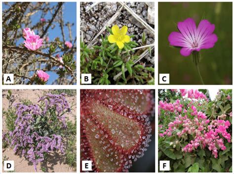 Caryophyllales diversity: Examples shown are Pereskia sacharosa Griseb ...