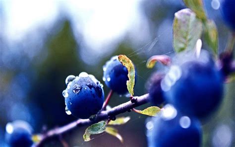 HD Blueberry Wallpapers - KoLPaPer - Awesome Free HD Wallpapers