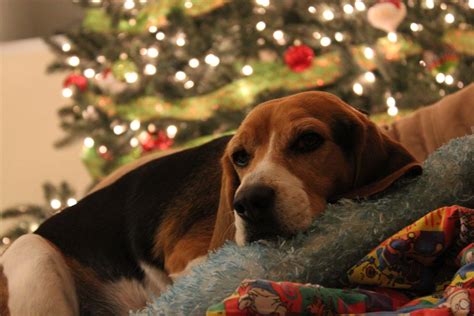 Christmas Beagle Wallpapers - Top Free Christmas Beagle Backgrounds ...