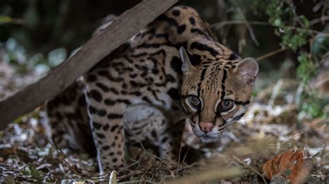 Ocelot Fact Sheet | Blog | Nature | PBS