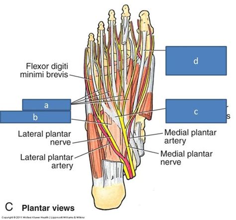 Anatomy Block III- Foot Flashcards - Easy Notecards