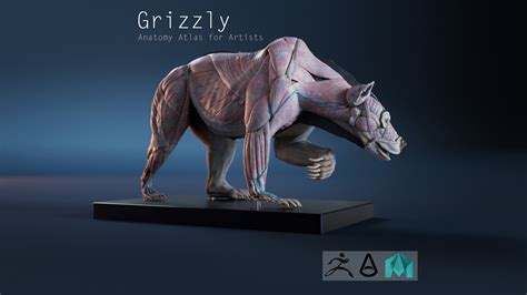 ArtStation - Digital 3D Grizzly bear anatomy Atlas for Artists | Resources