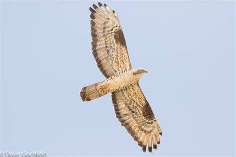 European Honey-buzzard | European Honey-buzzard in migration… | Flickr