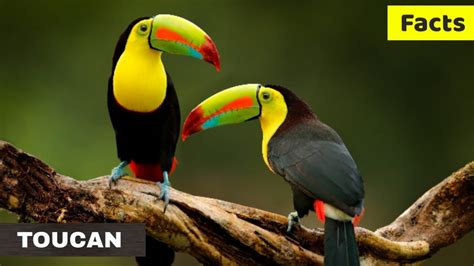 Facts about Toucan | Amazing information about Toucans | Amazon ...