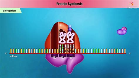 Transcription And Translation Animation