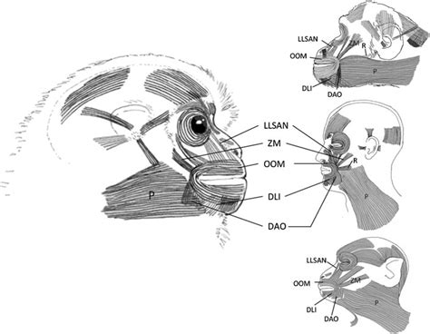 Lateral views of the facial expression (mimetic) musculature in a ...