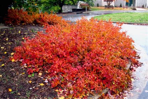 The Fragrant Sumac grows in a zone 3 to a height and spread of 2-5 feet ...