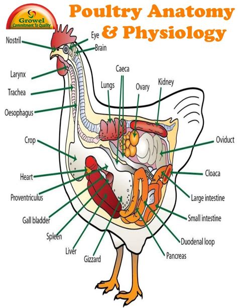 Chicken Anatomy & Physiology