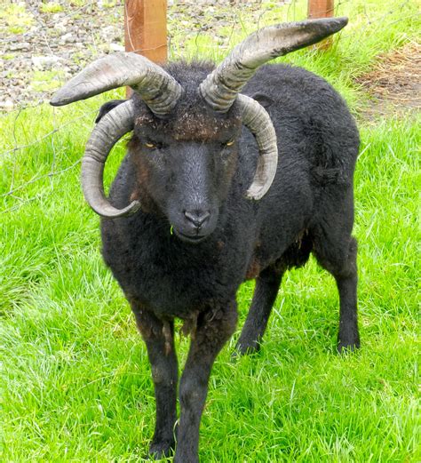 4 horned goat! Only in Scotland | Animals with horns, Smiling animals ...