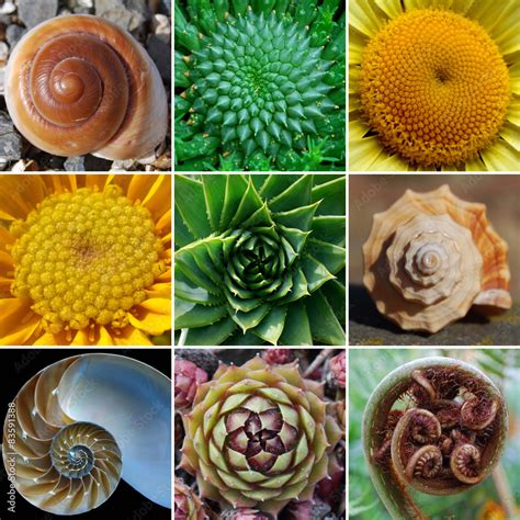 Beautiful Spirals in Nature - Phi, Golden Spiral, Fibonacci foto de ...