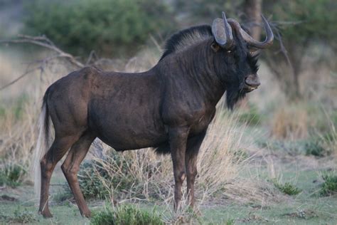 The Wildebeest | Information & Basic Facts | Animals Lover