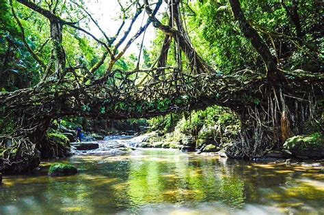 The Living Root Bridge