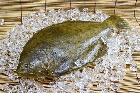 Flatfish (left‐eyed Flounder) Free Stock Photo - Public Domain Pictures