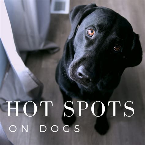 Beef and Hot Spots on Dogs - Scott Posid1959