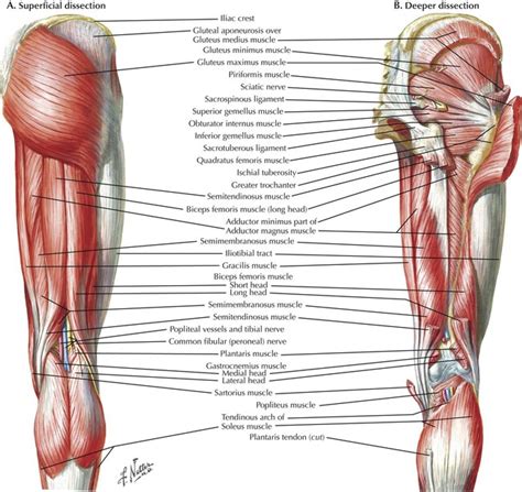 Hip Muscles Diagram - The Knee Hip Connection Muscles And Movement ...