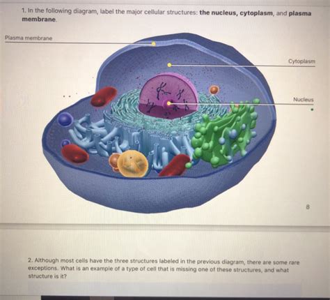 Cell Membrane Diagram Labeled