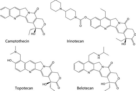 DNA topoisomerase function, structure & topoisomerase inhibitors