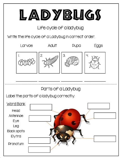 All About Ladybug | Elementary learning, Primary school activities ...