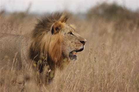 African Savannah: a smaller home for lions? - LifeScienceToday