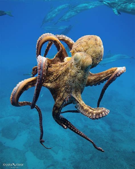 Around 300 species of octopus are recognised globally. Their soft ...