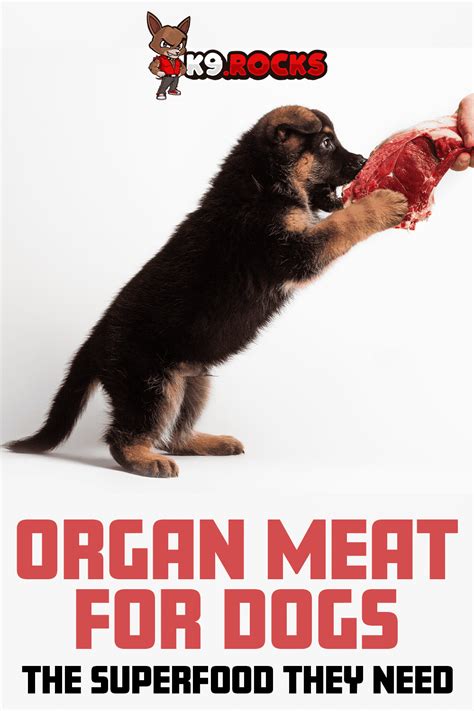 Organ Meat for Dogs: The Superfood They Need - K9 Rocks