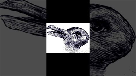 Duck rabbit #illusion - YouTube