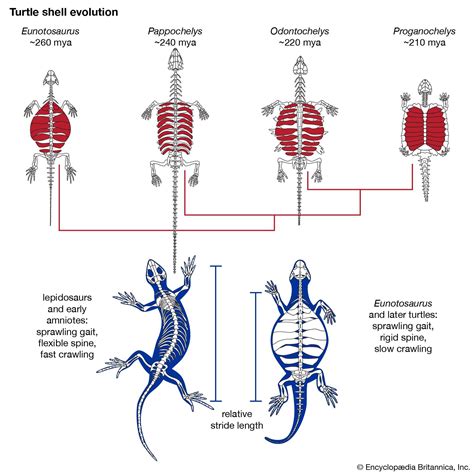 Turtle - Evolution, Adaptation, Conservation | Britannica