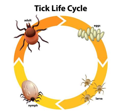 Provecta: Effective, Affordable Solution Year-Round Flea Tick Prevention