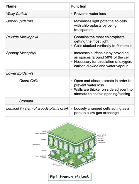 Gas Exchange in Plants (A-level Biology) - Study Mind