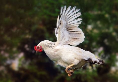 9 Common Chicken Sounds And Their Meanings - Know Your Chickens