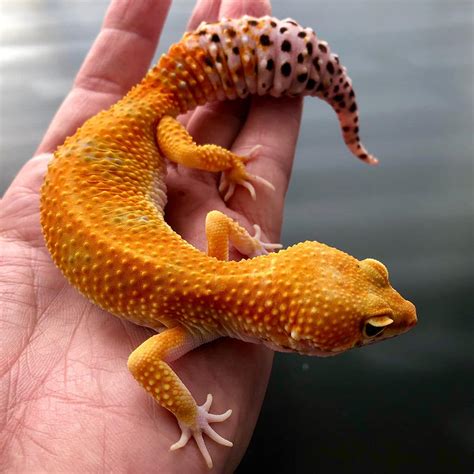 What kind of leopard gecko morph breeds are there? – Leopard Gecko Habitat