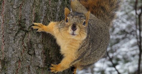 Fox Squirrel - A-Z Animals