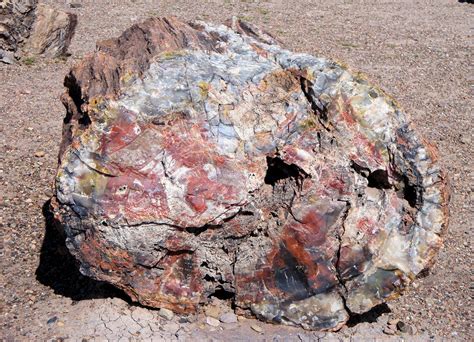 Petrified Forest National Park Petrified Forest National Park # ...