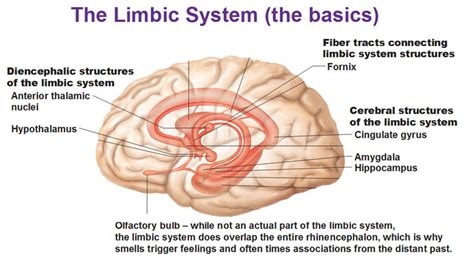 The Limbic System and the Reticular Formation - Antranik.org