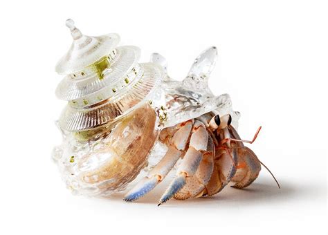 Global Architecture Rises from Resin Hermit Crab Shells in Aki Inomata ...