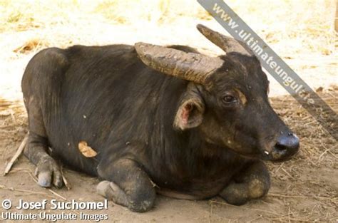 Tamaraw (Bubalus mindorensis) - Quick facts