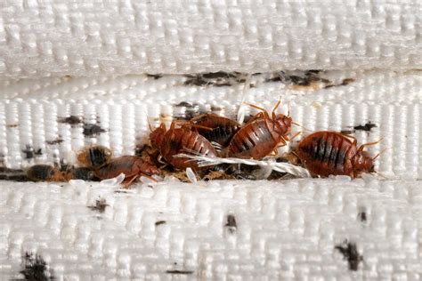 What Do Bed Bug Eggs Look Like? | Clegg's Pest Control