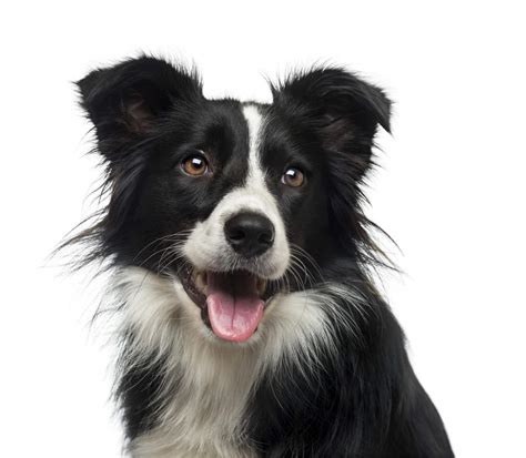 Border Collie | Hunde | Informationen zu den Rassen | Omlet