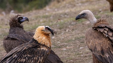 Mitigating threats and mortality causes for vultures in France ...